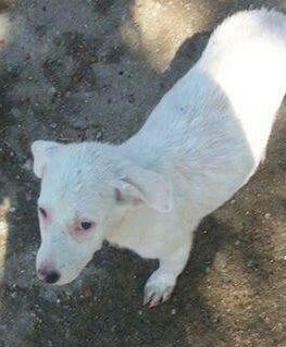 bidtosaveastray's tweet photo. #Knuffle 8 months Playful friendly boy. Medium to Large when grown loves people & #dogs #adoptadog #Sponsoradog http://t.co/pSxTUH5geg