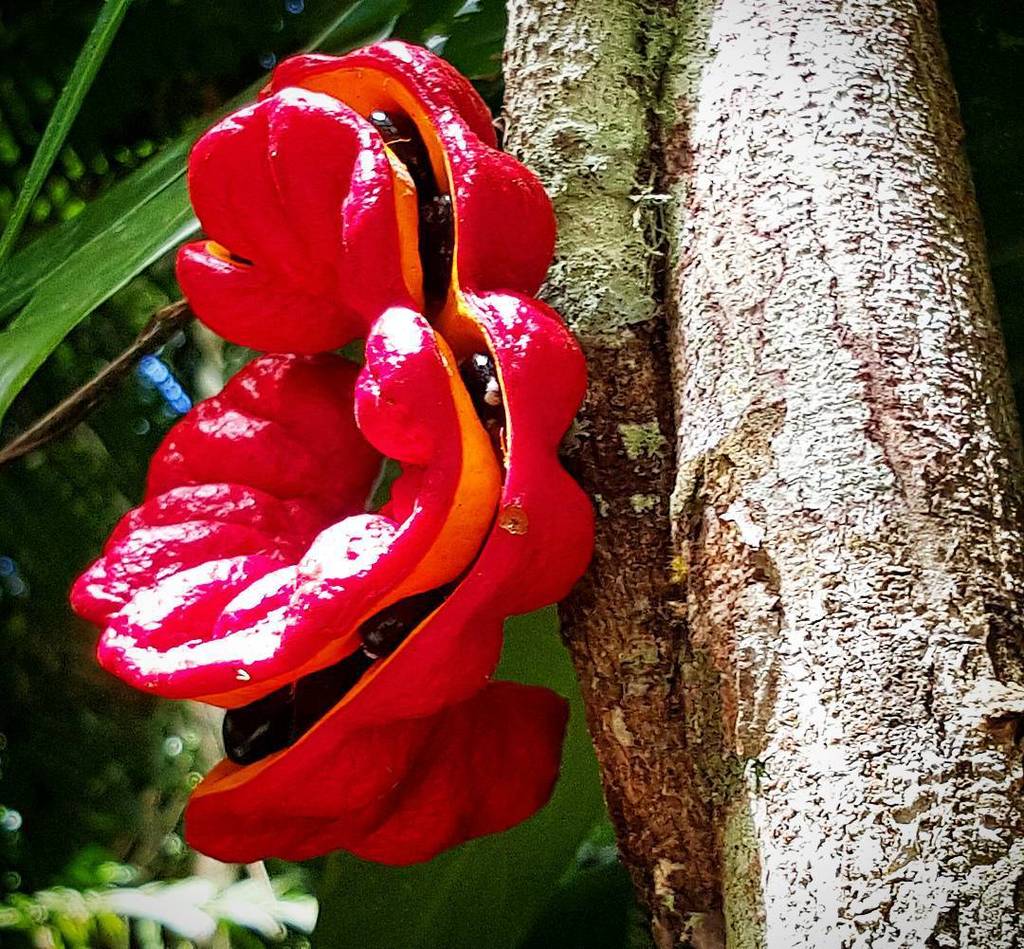 NatlParksPhotos's tweet photo. by stitchimonsta: A Scarlet Bean growing in the Daintree Rainforest.
#scarletbean #nativefruits #nativebean #austra… http://t.co/4eMBoaJ6Hg