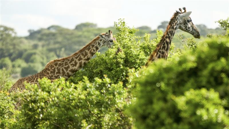 AJENews's tweet image. Elephants, lions, leopards and giraffes spotted for first time in decades in Somalia aje.io/lygt