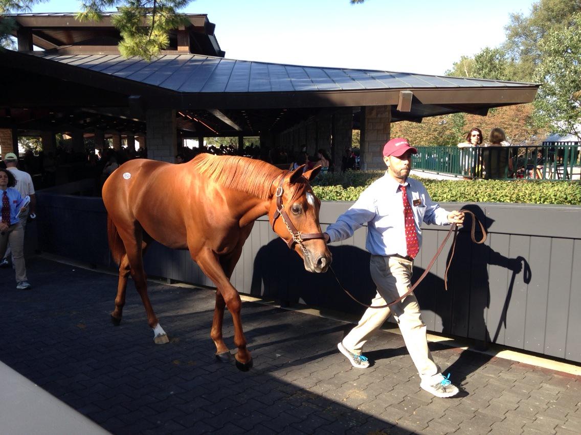 DRFRusso's tweet photo. Last Frankel at #KeeSept is hip 698, a colt o/o a half to the champion's old rival Excelebration http://t.co/l7Kargoymb