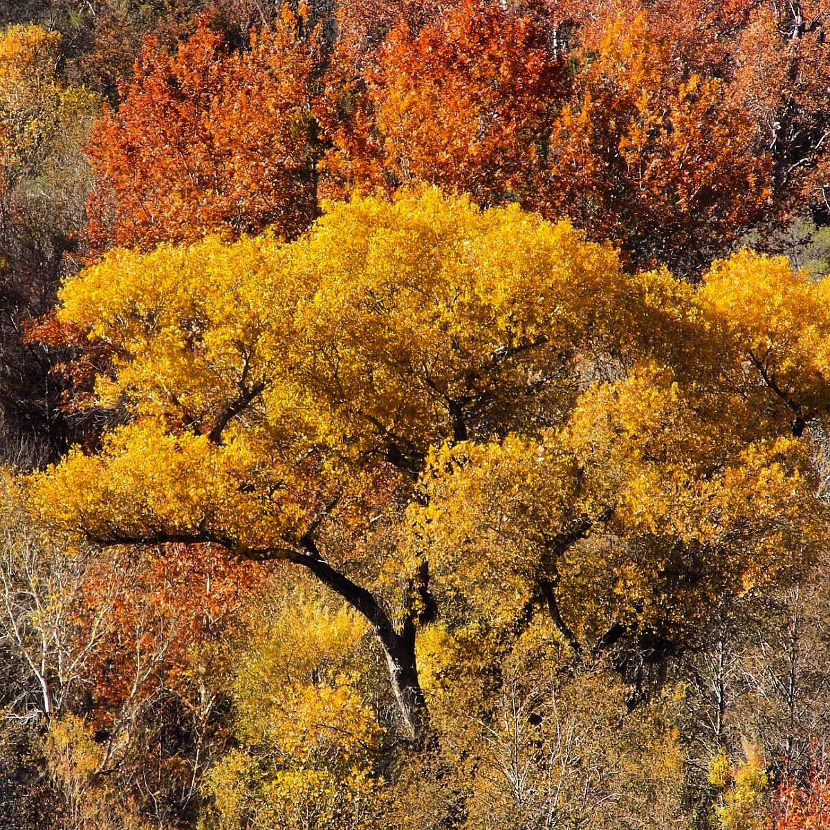 SquareLensPhoto's tweet photo. Getting ready for fall. Sycamore Canyon, AZ
http://t.co/zik8fe1Cwf 
#travel #photography #hiking #fallcolors #explore http://t.co/yn2tvSKBVj
