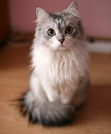 “Time spent with a cat is never wasted.”  Colette  #cat, #cats