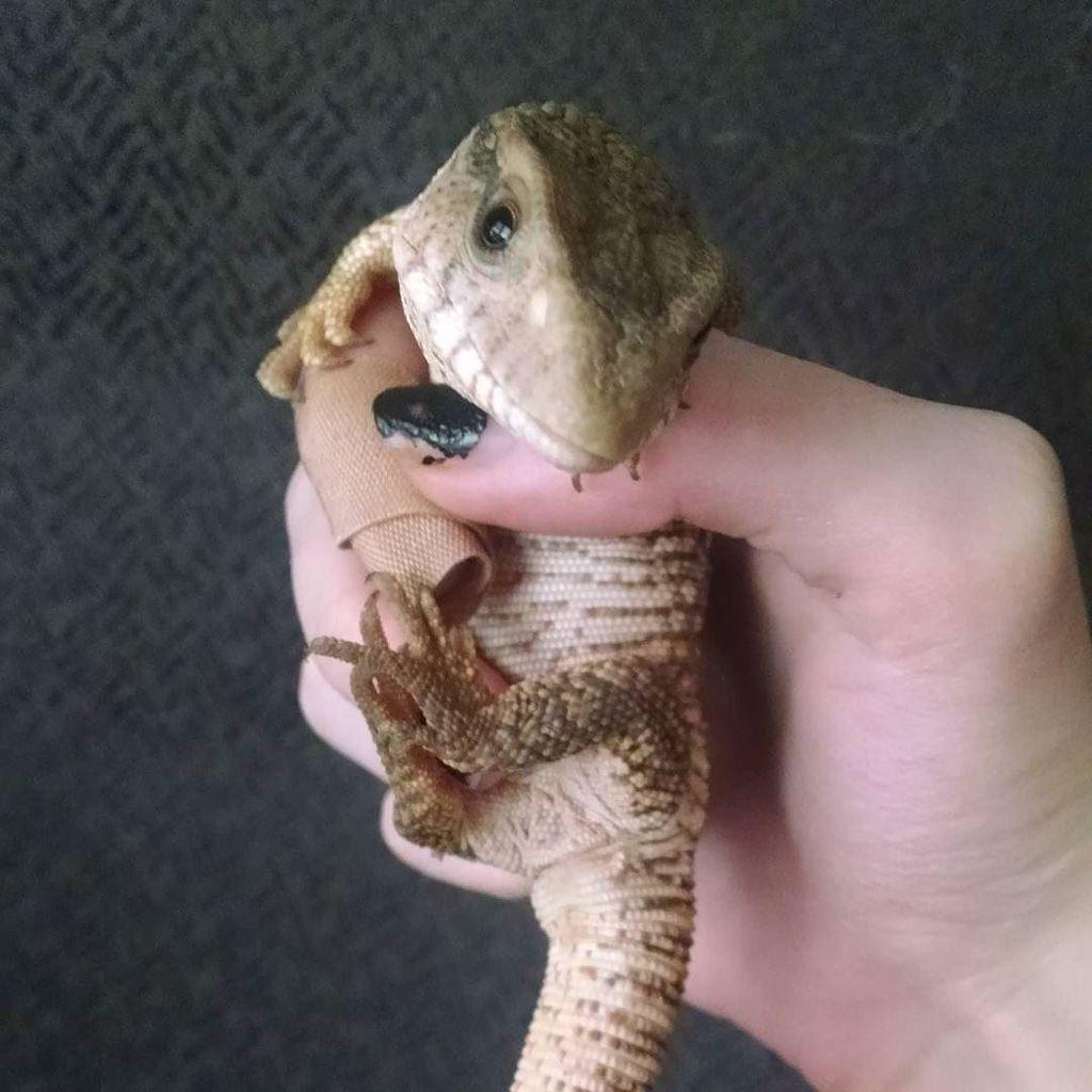 reptiles's tweet photo. #Reptiles: RT @pandasreptiles: Took Blue out for a bit today 🐊
#savannahmonitorsofinstagram #savannahmonitor #repti… http://t.co/y3RatFhDBp