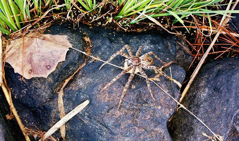 ariellemhall's tweet photo. #giantspider #spiderwitheggs #wnmag #getoutthere #wildnortherner #northernontario http://t.co/zF5kPOFS6m free issue http://t.co/OlhHD1oBvv