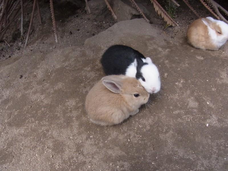 rabbit_isle_bot's tweet photo. https://t.co/j6ugE14FTD