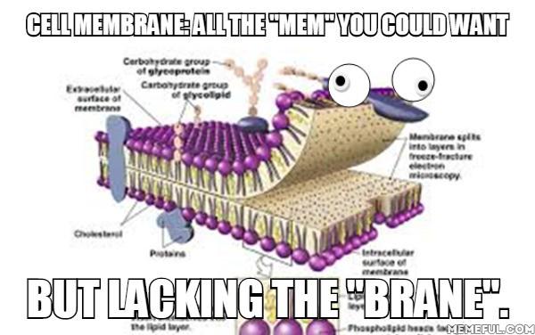 chloro_blasts's tweet photo. @plastids4chief A little something that we could both agree on... #cellmembrane http://t.co/bLK552klm6