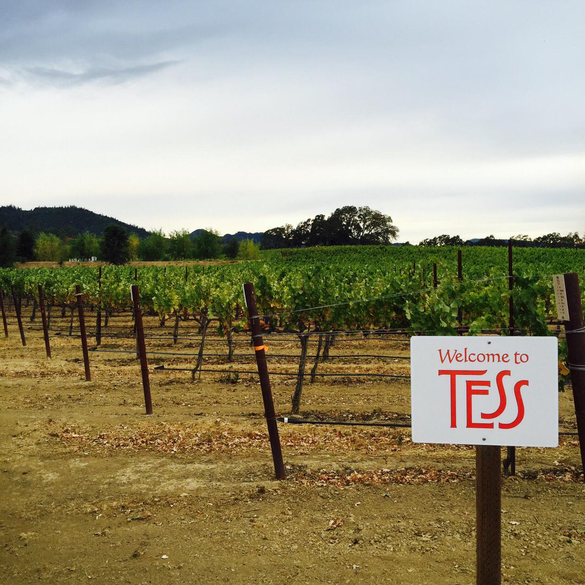 Abuvural's tweet photo. Pinch me I must be dreaming #WineWednesday @TessWinery #Peju http://t.co/WP4AgZSTOY