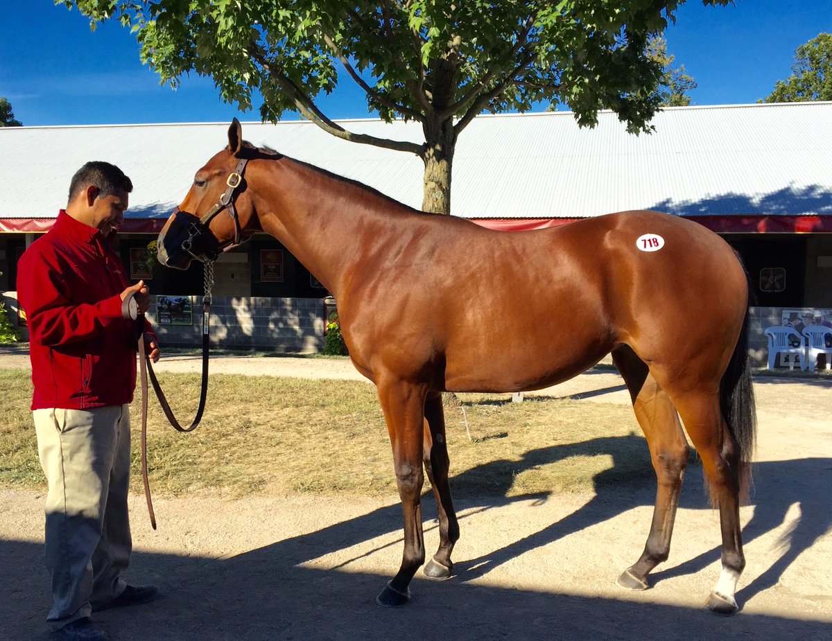 DarleyStallions's tweet photo. Mandy Pope goes to $1.05 million for hip 718, a #StreetCry half-sister to G1 winner Paynter from @TaylorMadeSales. http://t.co/XfRFwURkVY
