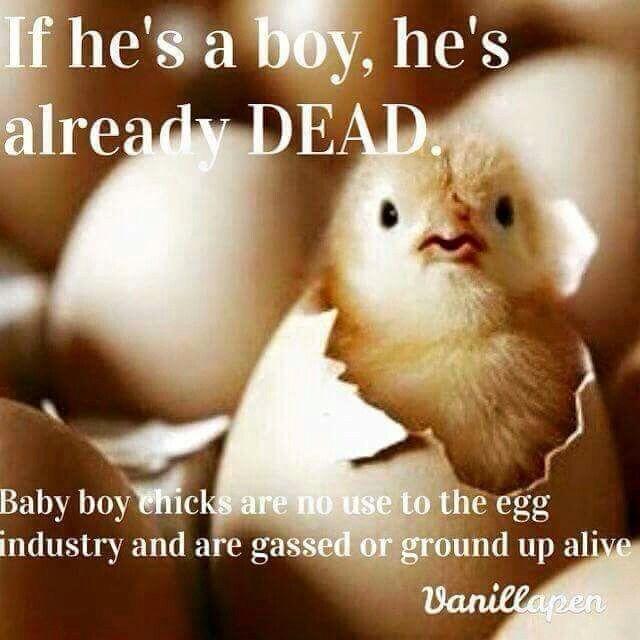 Stephi_Le's tweet photo. Because of you? #farm365 #govegan #maketheconnection #animalrights #animalliberation #veganism #enterreality http://t.co/M1WZJY3PWF