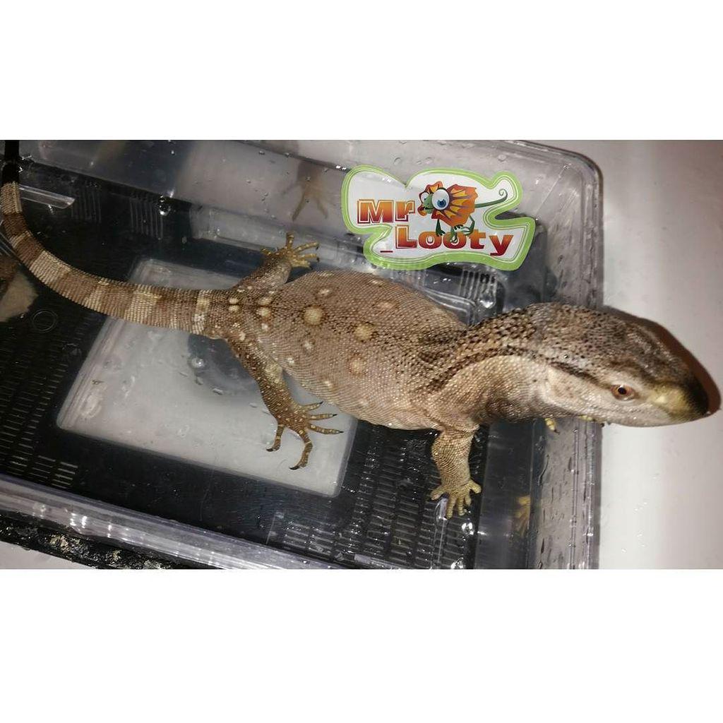 reptiles's tweet photo. #Reptiles: RT @mr_looty: Gn โคโค #q8reptiles #gulf_chameleons #kuwaitpets #ุฒูุงุญู #blackthroat #seemygulf #reptiles #rโฆ http://t.co/SSQRHdpNQc