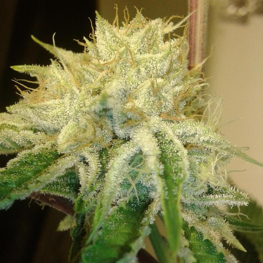 MJGrowBlog's tweet image. Retweet if you love that OG Kush