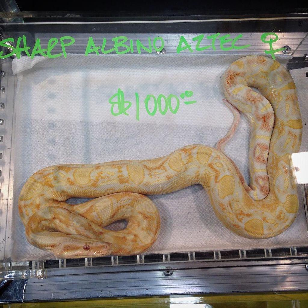 reptiles's tweet photo. #Reptiles: RT @iceiswinterfalls: #photosofinstagram #photoofinstagram #poelsmaphotos #nofilter #colorsofinstagram #… http://t.co/1ErdpaS4lH