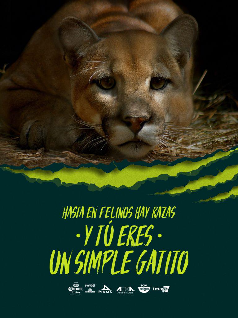 Chiapas_FC's tweet photo. Entre felinos hay razas 😎🐆 #SiempreSeréJaguar http://t.co/NunN8fSUWb
