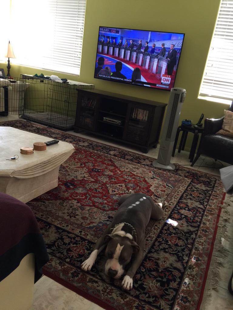 mrharoutb's tweet photo. My dog is more left than I thought. He's over it already. #CNNDebate http://t.co/GvICA7C4c8