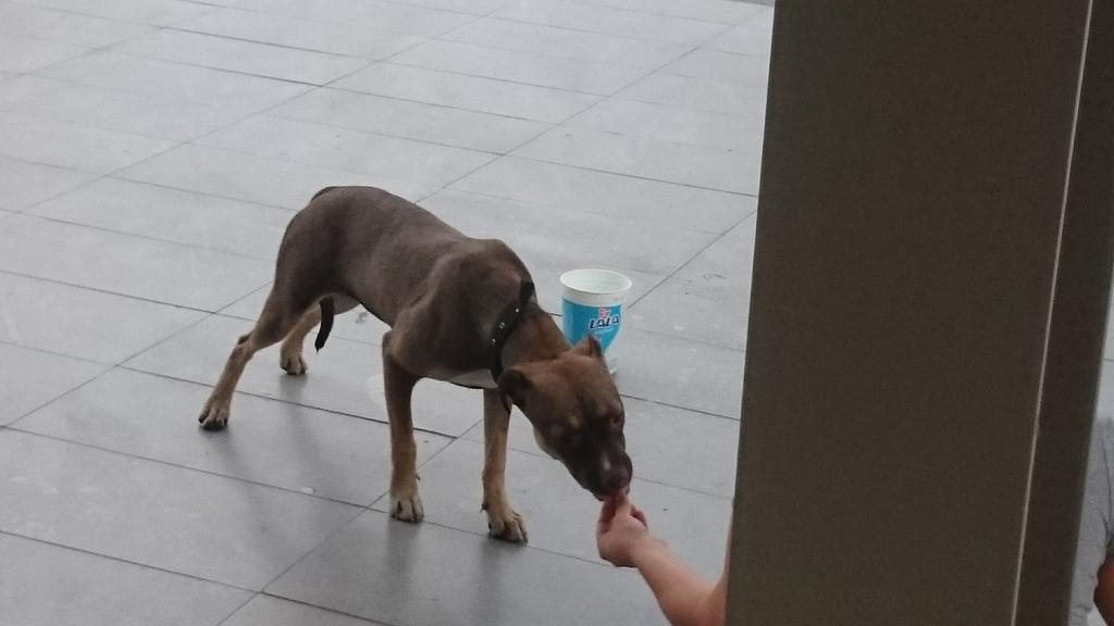 MayeBriones's tweet photo. Perrito pitbull hembra, cafecito en plaza antalaya. Miguel Alemán. Trae correa.. Tiene 3 semanas aquí. #mtyfollow http://t.co/EQchck0YhJ