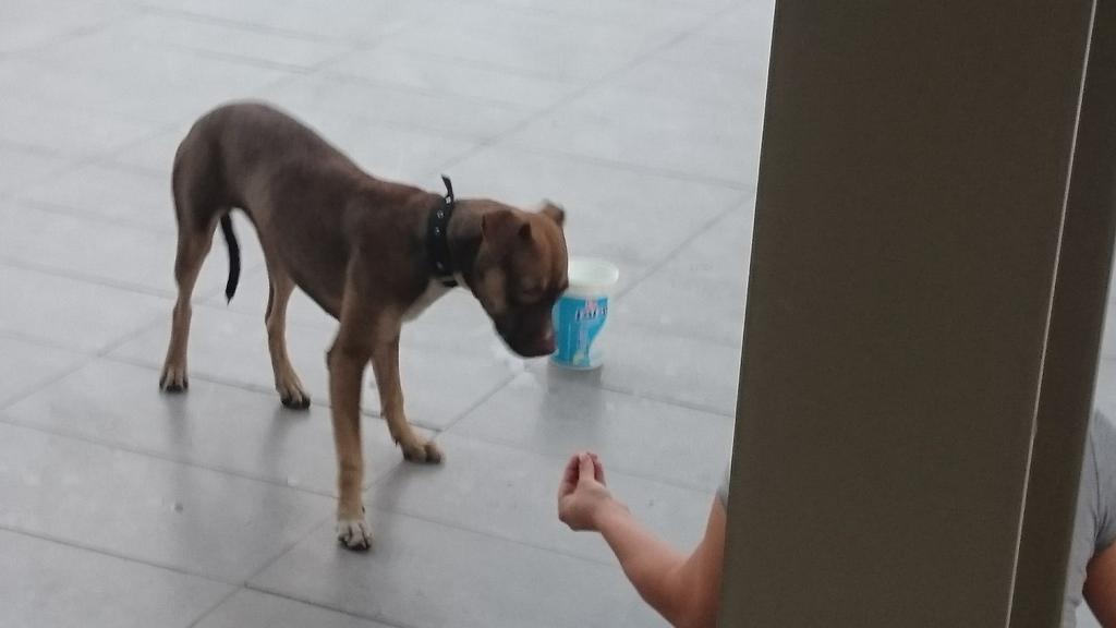 MayeBriones's tweet photo. Perrito pitbull hembra, cafecito en plaza antalaya. Miguel Alemán. Trae correa.. Tiene 3 semanas aquí. #mtyfollow http://t.co/EQchck0YhJ