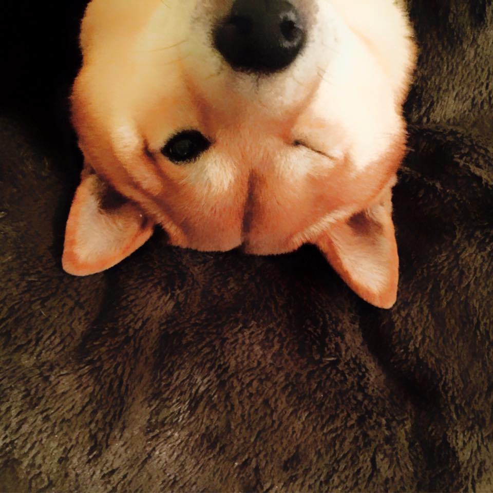 TheMavDog's tweet photo. #winkingdog #cutedog #shibainu #mavericktheshiba http://t.co/CDTAdB5H5y