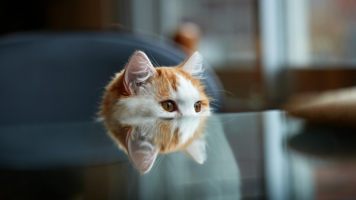 “<a href="/Shiroki_Alex/">Astronaut / Lurker</a>: <a href="/tstarka/">Takae Sasaki 🦄</a> <a href="/ARECSANDORA/">Keiko Arex Sasaki</a> @rosequartz0518 <a href="/_claudiaw/">Claudia ⚘️</a> Good afternoon and good evenin gladies! ”(=^ェ^=)