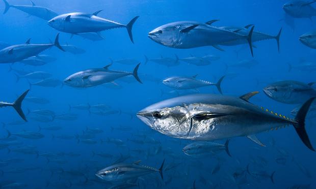 Tuna and mackerel populations suffer catastrophic 74% decline, research shows goo.gl/0uczRW #climate #food