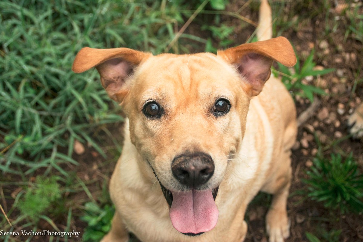 MillionDogsClub's tweet photo. 2 more members just join the #MillionDogsClub,welcome Siska&Tank!
Join them and help #dogs! http://t.co/SE4Mr10sp9 http://t.co/8wEFGocjRK