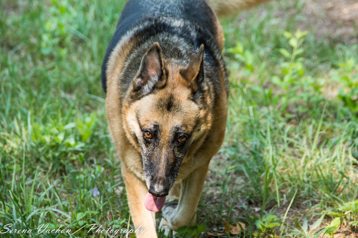 MillionDogsClub's tweet photo. 2 more members just join the #MillionDogsClub,welcome Siska&Tank!
Join them and help #dogs! http://t.co/SE4Mr10sp9 http://t.co/8wEFGocjRK