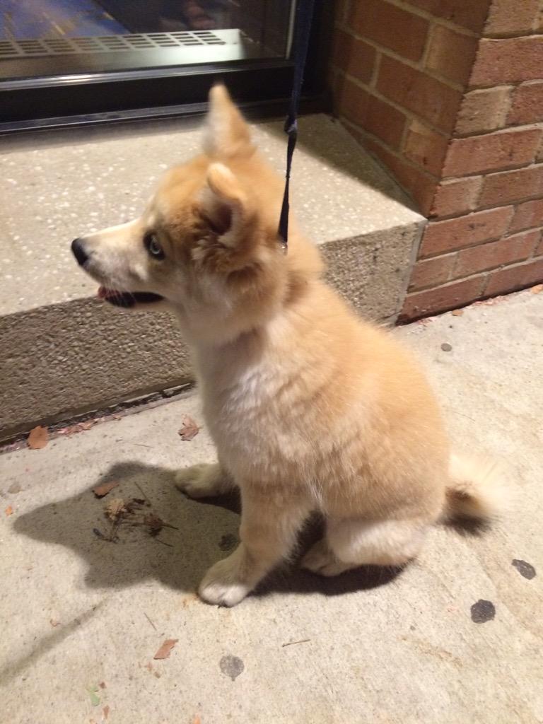 dogsofKSU tweet picture