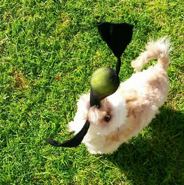 ClickedNews's tweet photo. 50 of the internets #cutest #dogs -  http://t.co/iVqGLL83GG http://t.co/vBLwGrZcXL