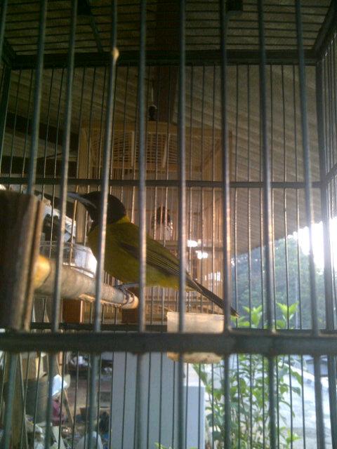 <a href="/mooderlangga/">mood erlangga</a>: <a href="/mooderlangga/">mood erlangga</a>: For sale aniskembang,anis cacing,samyong,jalaksuren.for info 083821905251/2690b1d2