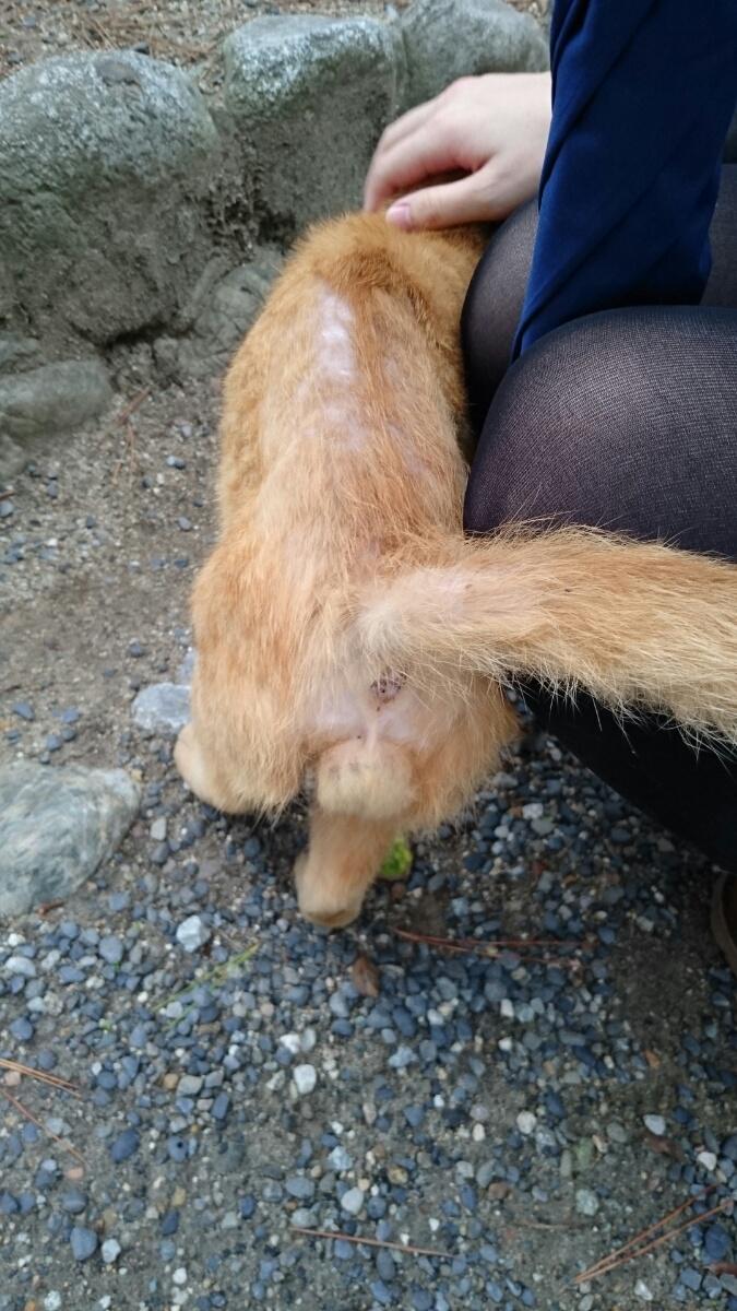 超絶かわいい 猫のふぐり で癒されたい人のための猫ふぐり画像まとめ Togetter 超絶かわいい 猫のふぐり で癒されたい人のための猫ふぐり画像まとめ Togetter