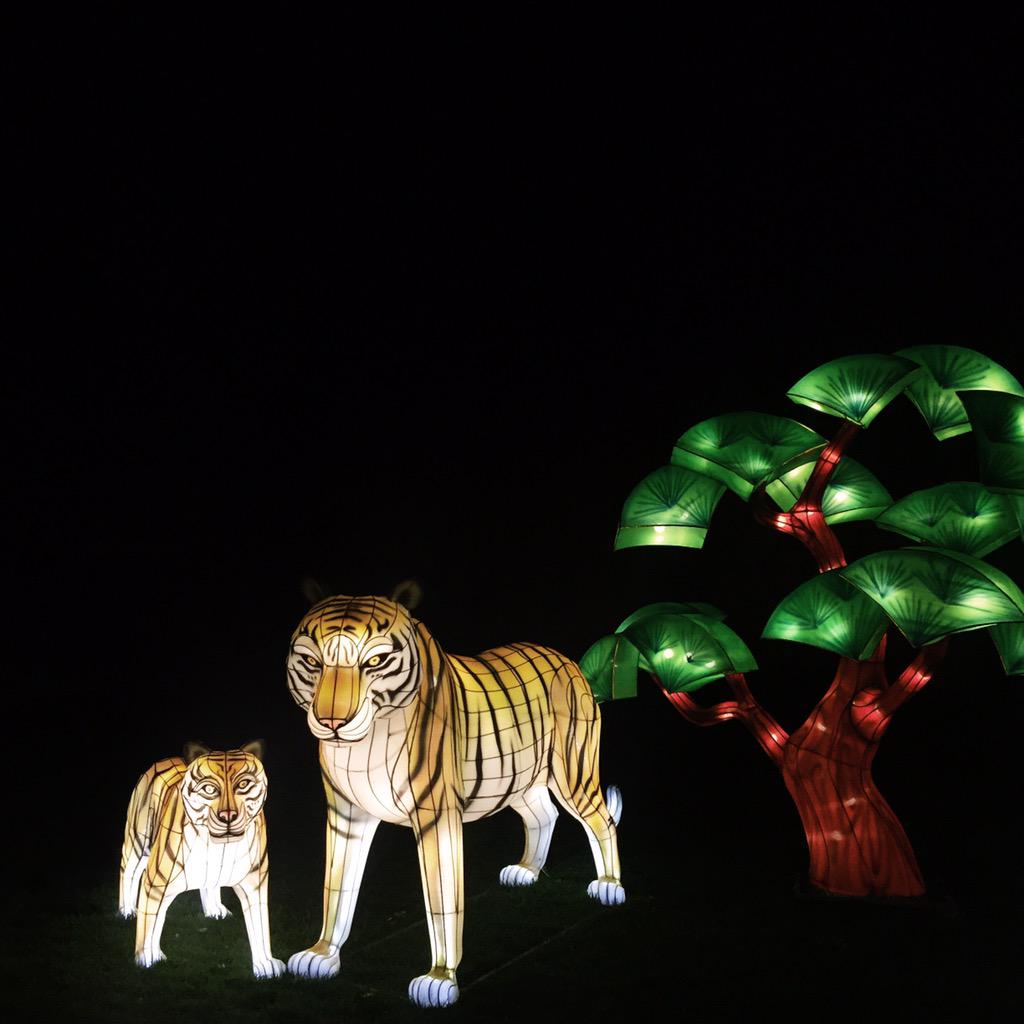 nessincalgary's tweet photo. Guys make sure you get to #ILLUMINASIAyyc @calgaryzoo! #familyfun #datenight #capturecalgary http://t.co/mtSiJmSQ3f