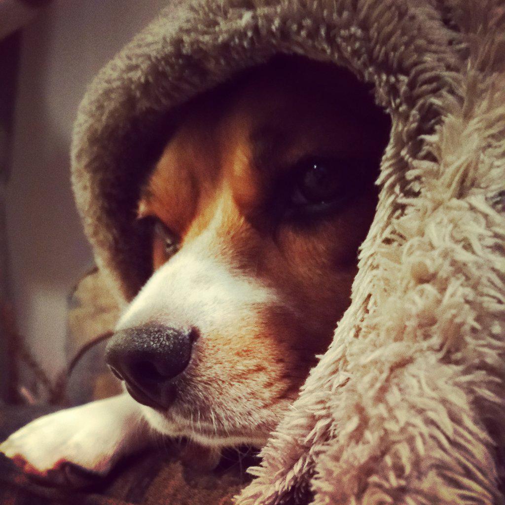 tradbowhunter27's tweet photo. Beagle life http://t.co/qtHWVPqHTK