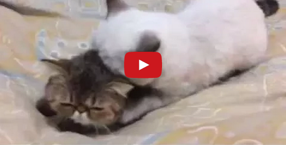 buzzcats_net's tweet photo. 【ほっこり】ぴったり引っ付いたままウトウトする2匹の猫
http://t.co/5jKSTtohF5 http://t.co/igbY01FCSq
