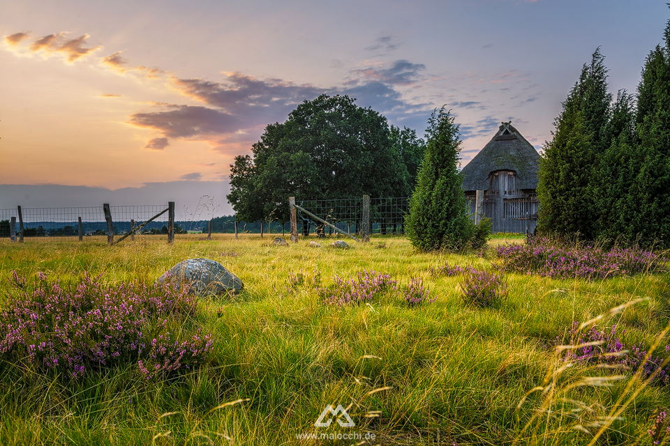 TMaiocchiPhoto's tweet photo. Heather blooming in the Lüneburg Heath http://t.co/tKBnyEga9M #LüneburgerHeide #Heideblüte #landscape #photography http://t.co/vcU13Udirm