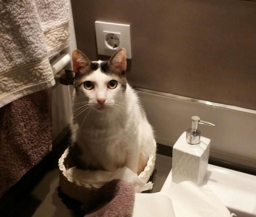 Wtf ,my cat is confused