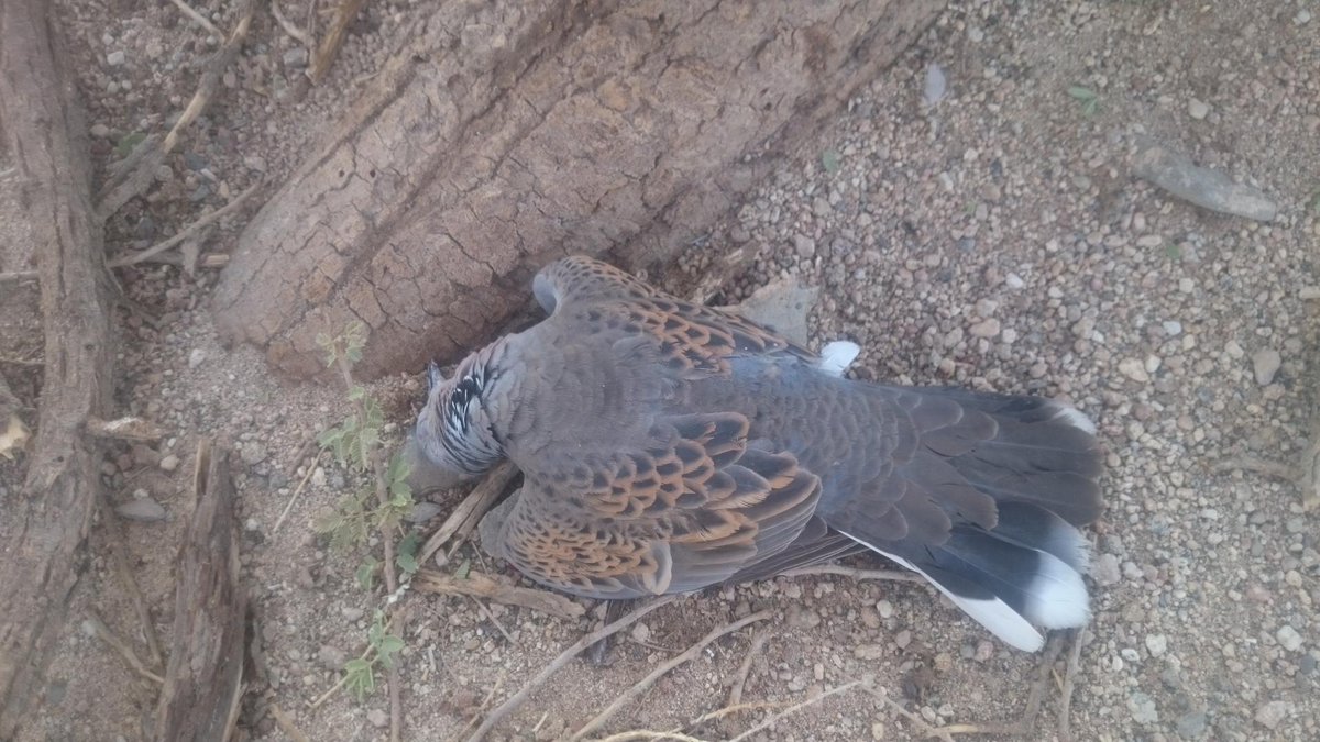 dafdaf82661's tweet photo. صيدي اليوم الجرير الشمالي @qroup_alsaid @FM06666 @Al_waal3 @Snipe_ksa @latooof_24 @kehelan9 @ http://t.co/h3OZM48dv4