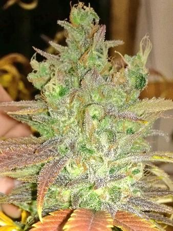 RVCPRO's tweet photo. Hey see you soon #Cannabis #RVCPRO #almost done. http://t.co/CkorpsSGuk