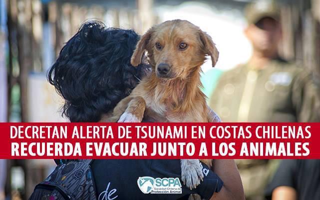 Ma_jose_fa's tweet photo. #terremoto #Chile  #noloabandones #amoranimal #apoyoamishrnosmenores #noolviden #evacuarconmascotas http://t.co/rrWY2hSoqx