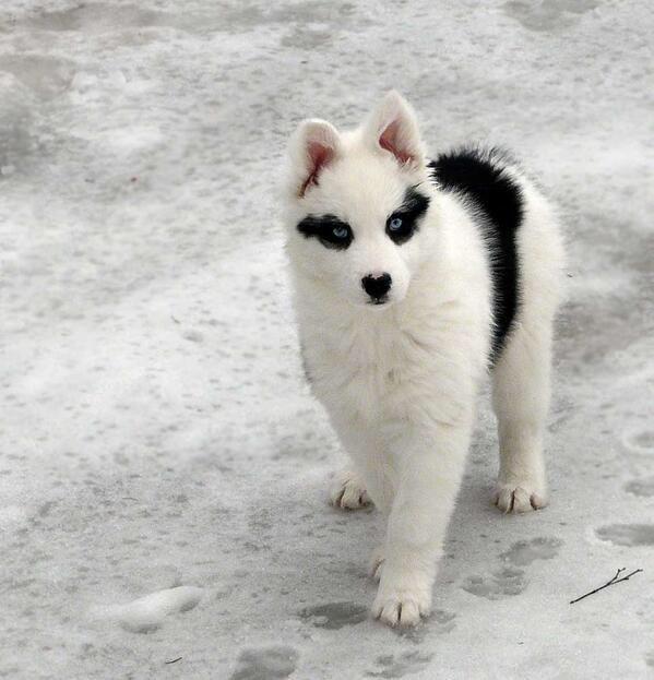 Maki A Twitteren 欲しい かわいい ５０ を耐えられる犬 日本じゃ飼育不可能 ショック ヤクーチアンライカ Http T Co Jrttv8msgk Twitter