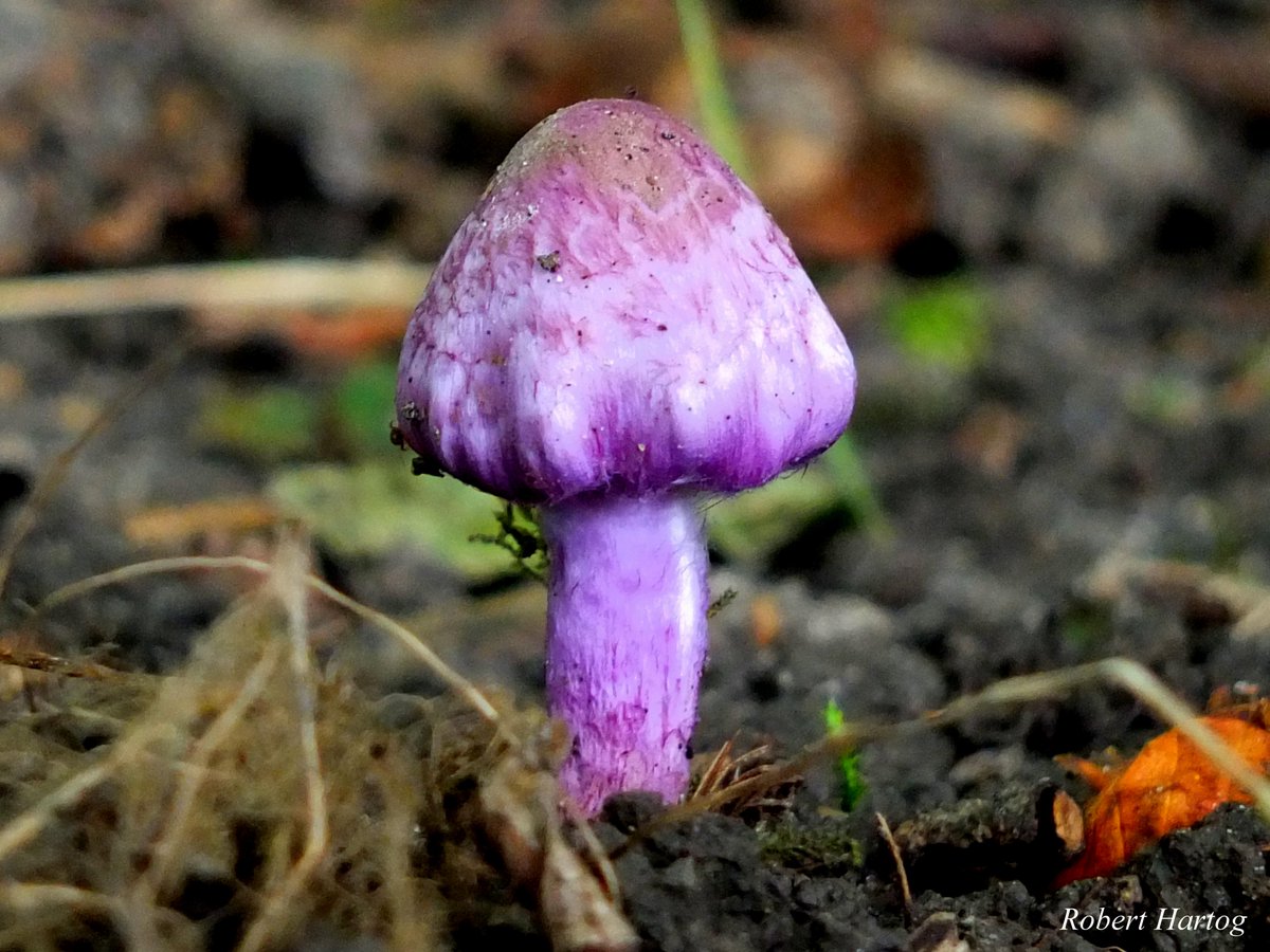rootje011's tweet photo. De Lila #Satijnvezelkop gezien in Het Leeuwarder Bos
Staat "IN HET ZONNETJE"vandaag op FB
@Aquarius100262 @AnitaLewys http://t.co/9UsjNDZ7fu