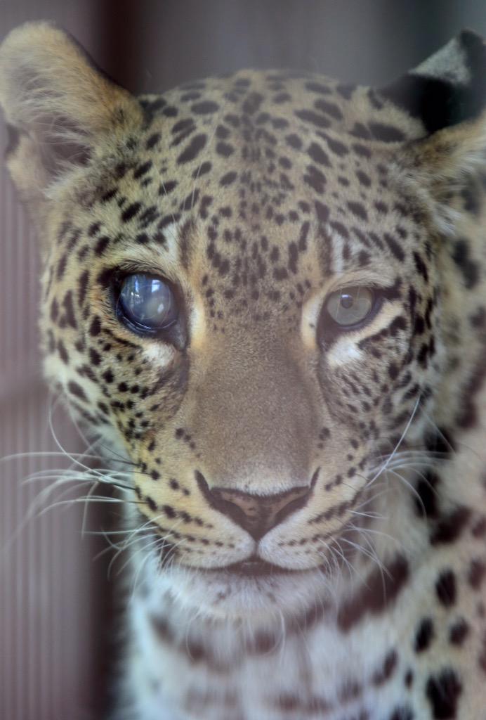 独眼のペルシャヒョウ 東山動物園のシラツさん19歳 ご長寿動物として表彰されます Togetter 独眼のペルシャヒョウ 東山動物園のシラツさん19歳 ご長寿動物として表彰されます Togetter
