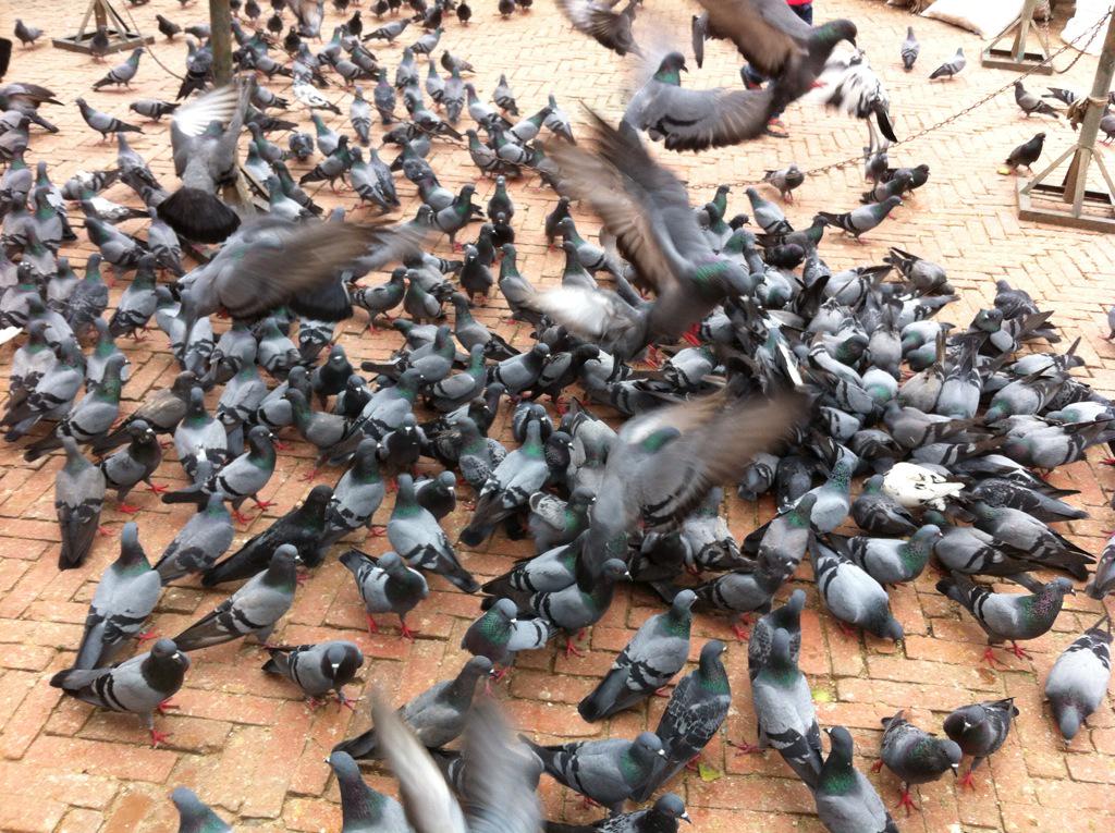 drbishnuhnepal's tweet photo. I wish for #Peace in #Nepal by inviting #Baidya & #33PartyAlliance@#MainStreamPolitics.Offer #PeaceBell & #Pigeons http://t.co/40B4R9NVSw