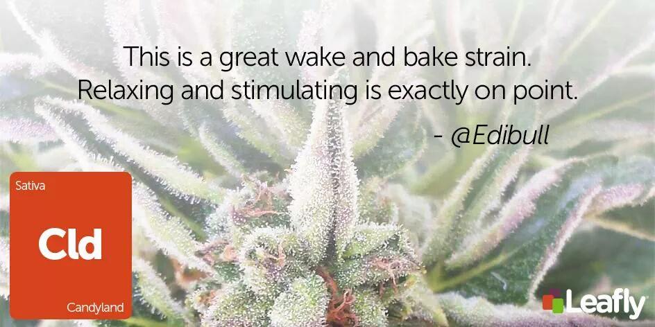 strainrobbers's tweet photo. @Leafly agrees! Give #Candyland a try as soon as possible...
#cannabis #marijuana #weed #literally #sativa http://t.co/EBne1nCi5w