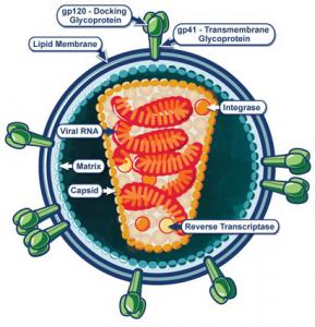jpaubrunet's tweet photo. #VIH: Mécanisme de défense naturel: la protéine #ERManI empêche le virus de se répliquer
http://t.co/vIT5ZrNgLV http://t.co/cPGS1w9RsO