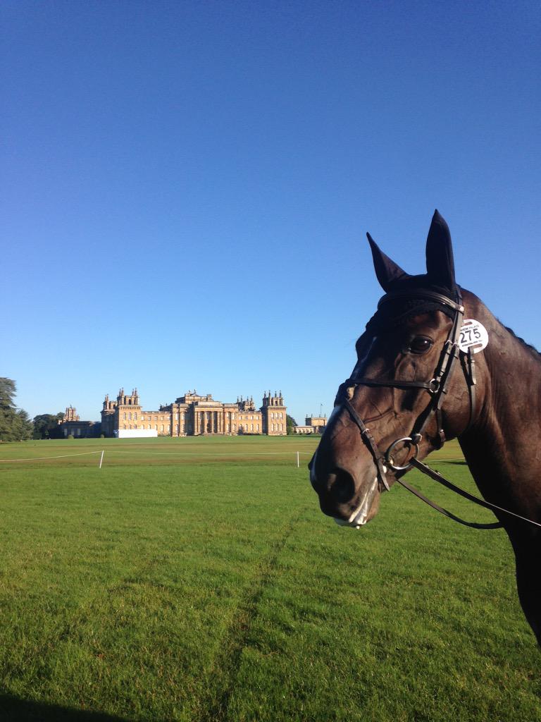 JessicaShiach's tweet photo. Watts Burn after his guniea pig test @BlenheimHorse http://t.co/927duxSUlD