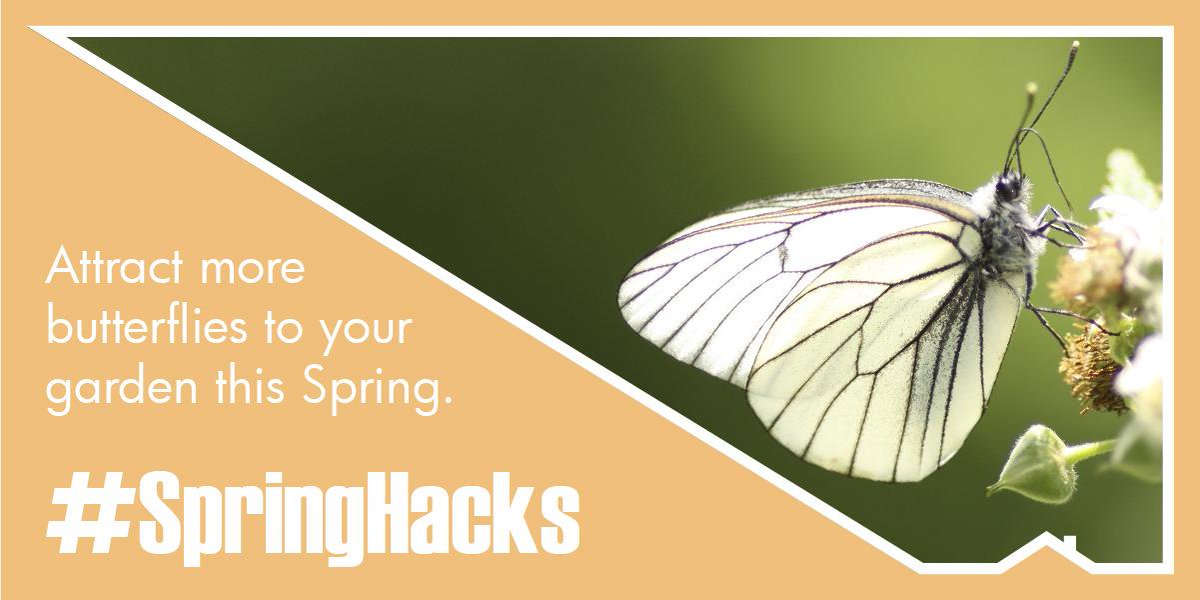 BuildersSA's tweet image. Soak a sponge in sugar water and place it outside to attract butterflies to your garden this spring. #SpringHacks