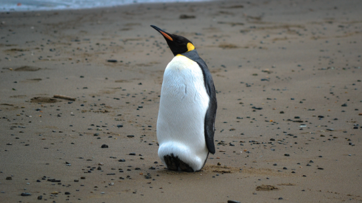 TMUCall's tweet photo. Not enough Penguins here
#ExplainEarthIn4Words http://t.co/O3VLZpWfVC