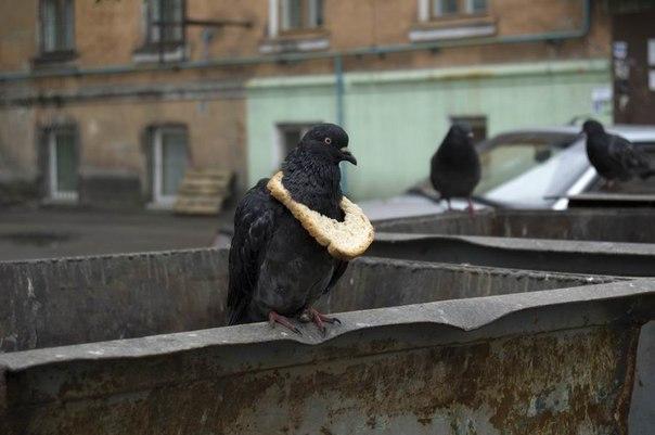 drunktwi's tweet photo. Символ достатка у голубей http://t.co/uerlBPzAty