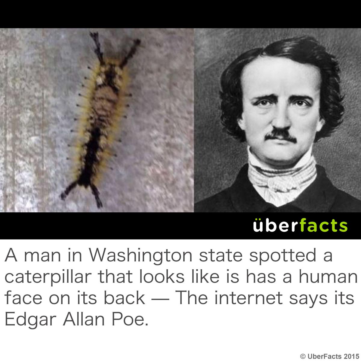 UberFacts tweet media