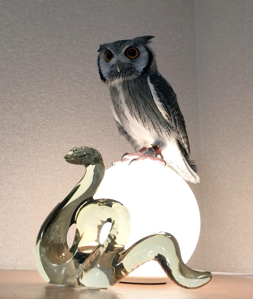 かっこかわいい 何に乗せても様になるフクロウが最高すぎる Togetter