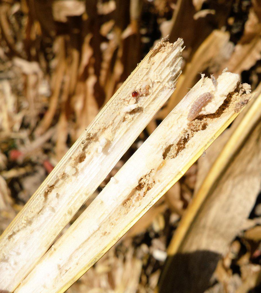 bowers_32's tweet photo. Cutting cost by cutting traits? Found plenty European Corn Bore in conventional corn today. #VT2 #STXRIB #AgAdvice http://t.co/7Xj3KDzChD